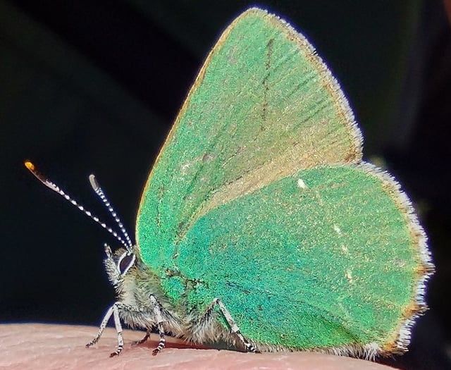 Fiona van Es | Blue sky, yellow gorse and bright green butterflies
