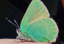 Fiona van Es | Blue sky, yellow gorse and bright green butterflies