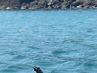 Deer rescued from sea 