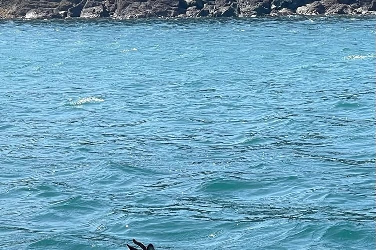 The deer all at sea