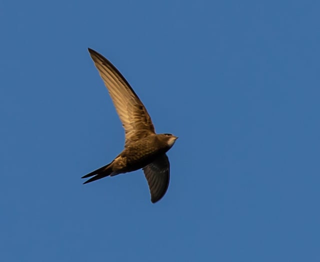 Caroline Snow | Swifts need our help