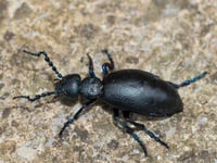Geoff Foale | Insects out of sync