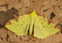 Geoff Foale | Nature Diary: Catching rare moths at home