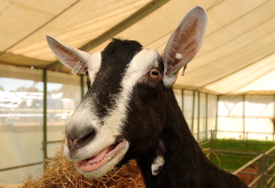 It's nearly showtime for Devon County Show