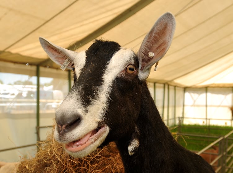 Devon County Show - as agricultural shows go it's the GOAT -as this British Saarmen agrees
