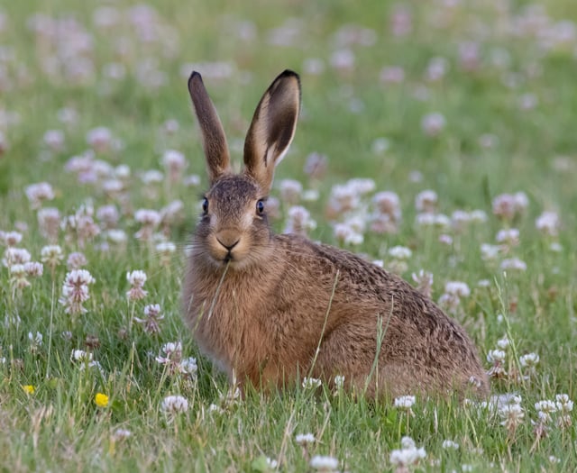 Caroline Snow | Wildlife thrives on solar farms