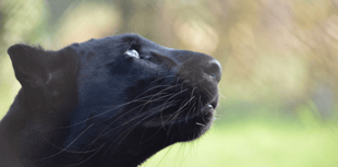 Devon and Cornwall Police reveal big cat sightings