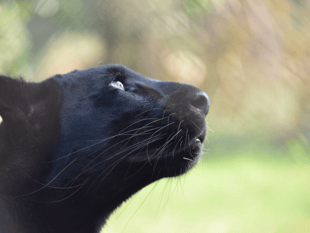 Devon and Cornwall Police reveal big cat sightings