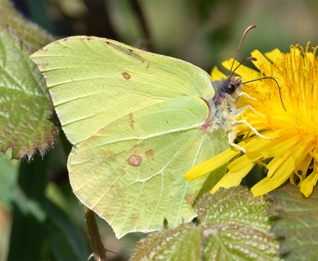 Nature Diary Geoff Foale | A welcome flutter of wings