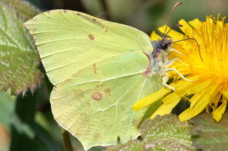 Brimstone Butterfly - Gonepteryx rhamni Geoff Foale
