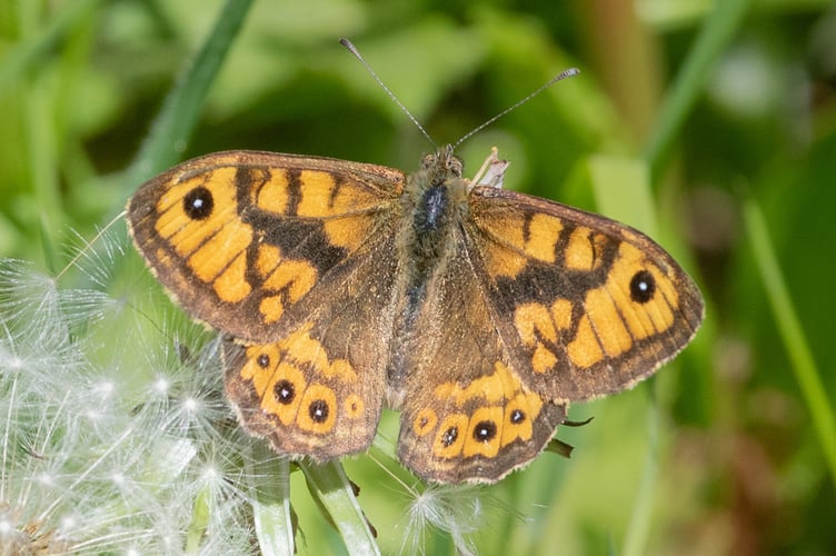Wall Butterfly - Lasiommata megera Geoff Foale