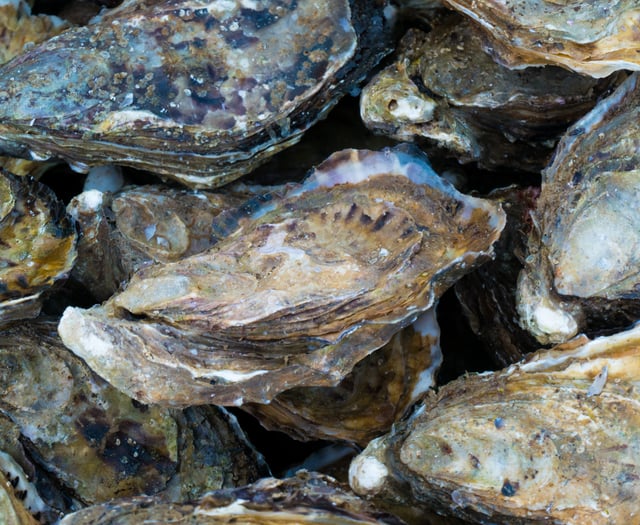 Caroline Snow | Restoring oyster reefs around our coasts