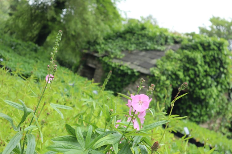 Sidalcea