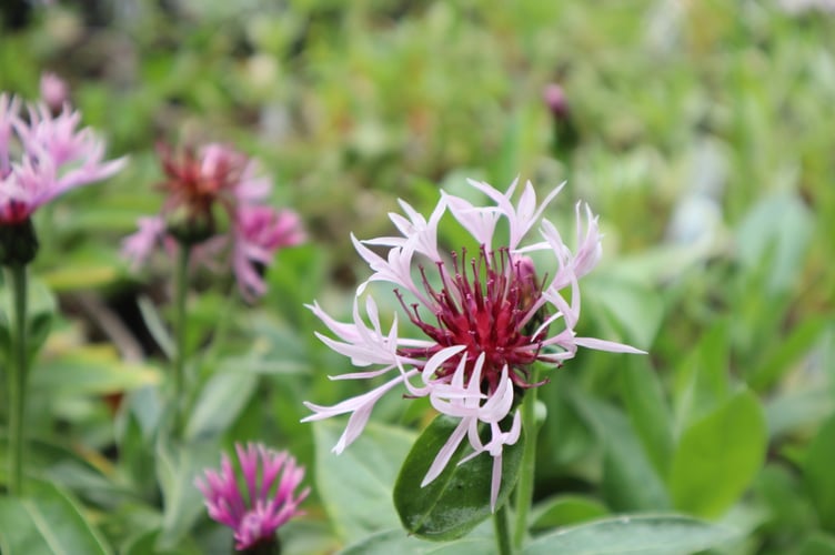 Centaurea
