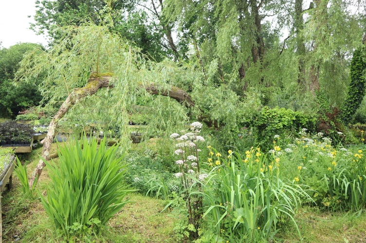 The beautiful garden