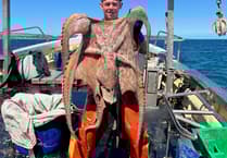 Shellfish industry faces octopus surge