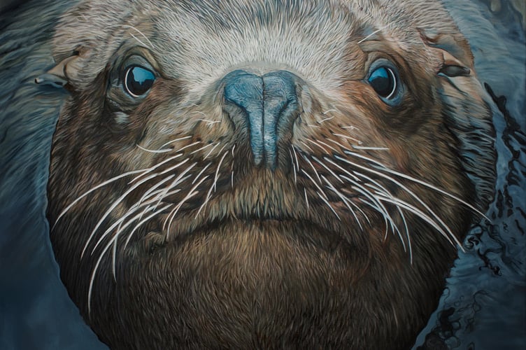Steller sea lion