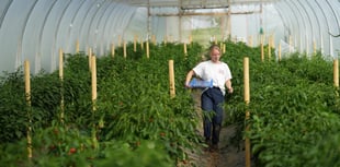 Growing more than chillies at South Devon Chilli Farm