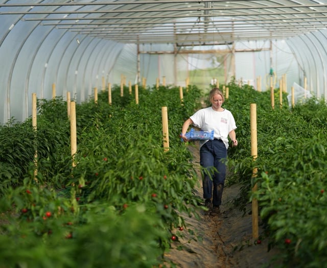 Growing more than chillies at South Devon Chilli Farm