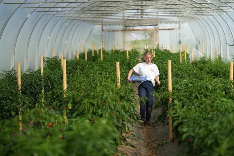 Izzi Wright, Nursery Coordinator at South Devon Chilli Farm.