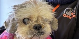 Shih Tzu saved from neglect