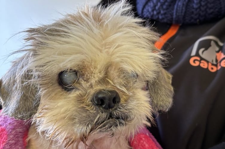 Grumpy Grizelda the Shih Tzu.