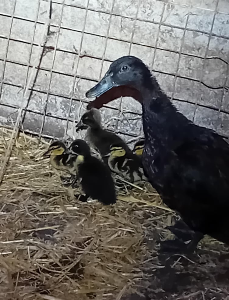 Ducklings with foster mum and siblings