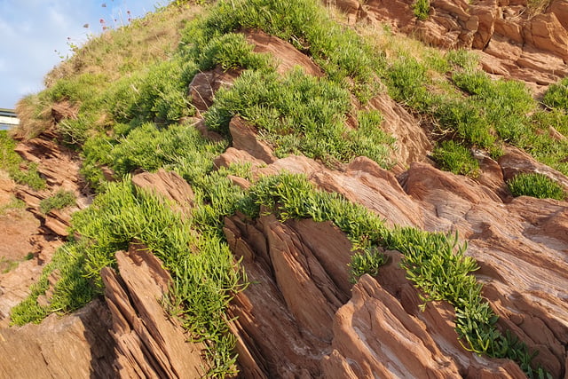 Nature Diary by Alice Henderson | Exploring Bigbury on Sea - Part 1