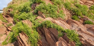 Nature Diary by Alice Henderson | Exploring Bigbury on Sea - Part 1