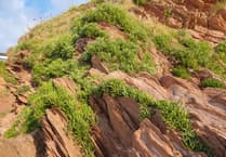 Nature Diary by Alice Henderson | Exploring Bigbury on Sea - Part 1