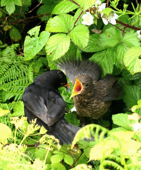 Blackbird feeding his young -Linda Hallett