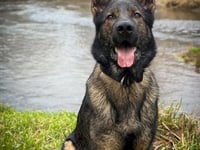 Hero police dog Saka captures motorcyclist