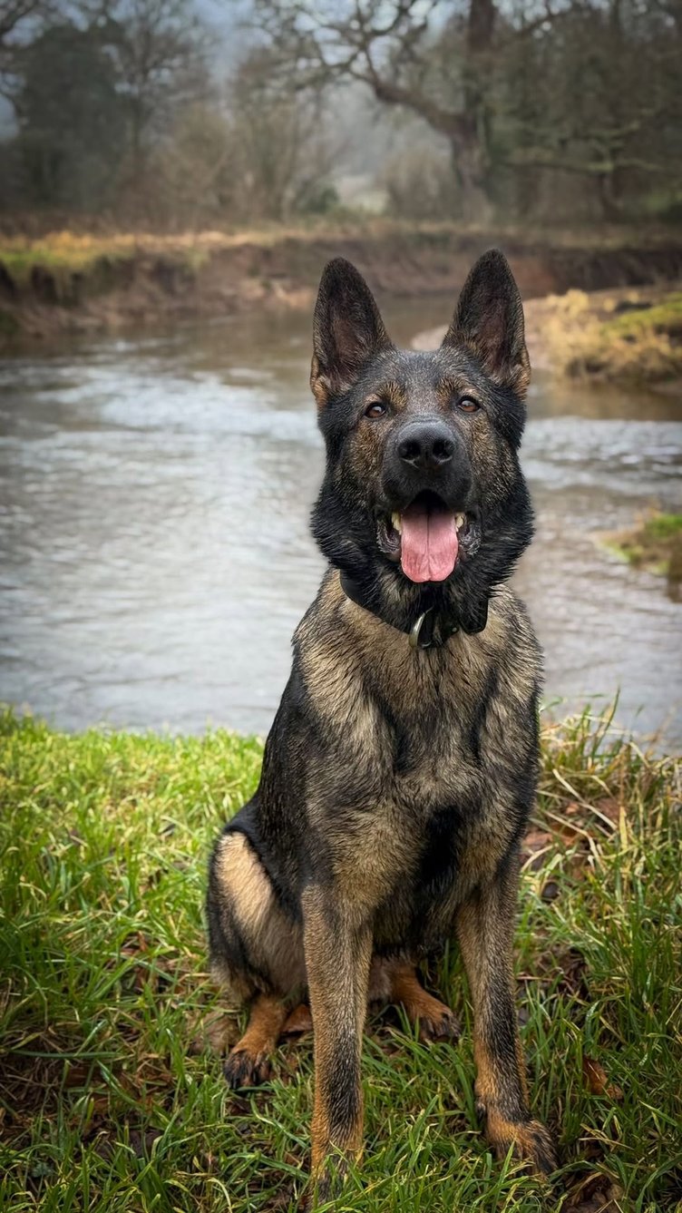 Police dog Saka
