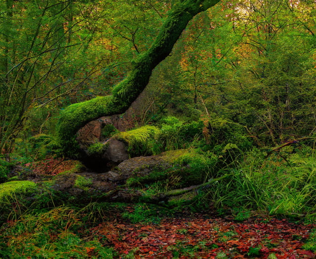 Caroline Snow | Seeing the wood for the trees
