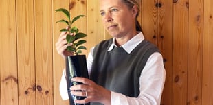 scientists explore growing tea in space