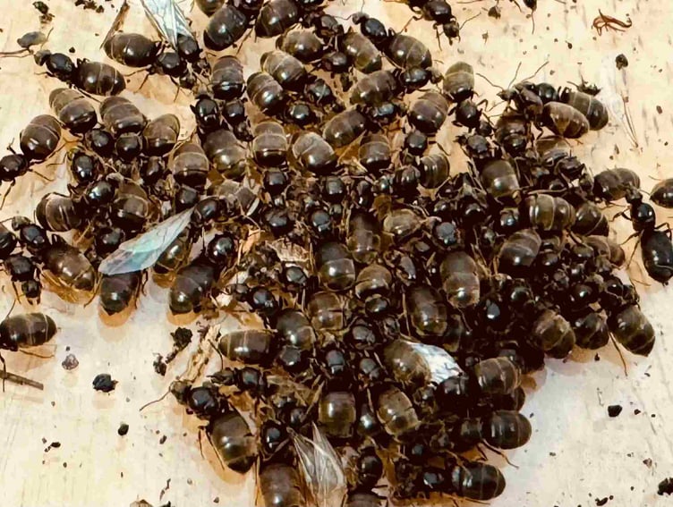 Black queen garden ants