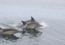 Operation Seabird: Safeguarding seabirds and dolphins