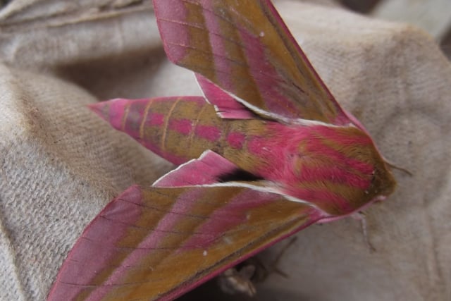 Nature Diary by Gordon Waterhouse | Uncover Modbury's Nature Wonders
