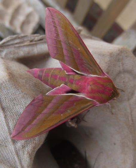 Elephant Hawk-moth in Gordon’s moth-trap - Gordon Waterhouse