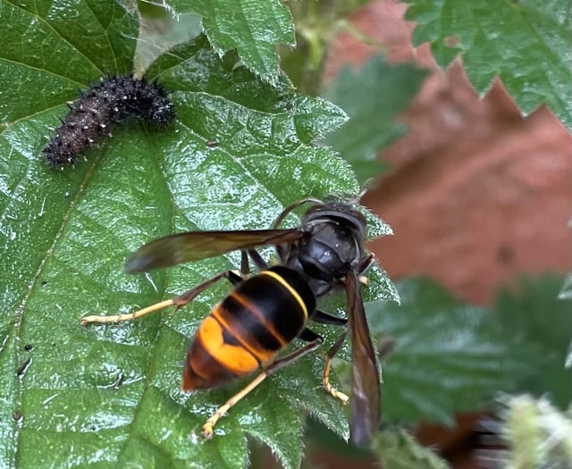 Asian Hornets spotted in Devon