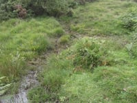 Nature Diary Gordon Waterhouse | The little bog above Shipley Bridge.