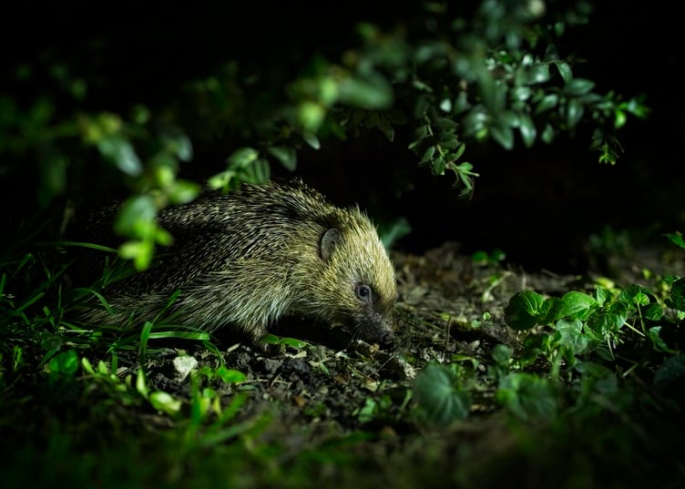 Hedgehog at night