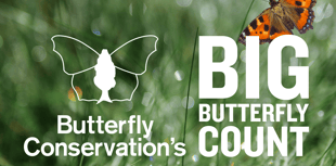 The Big Butterfly Count aiding conservation 