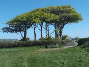 History of trees and their secrets