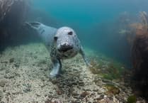 Protect Devon's marine life