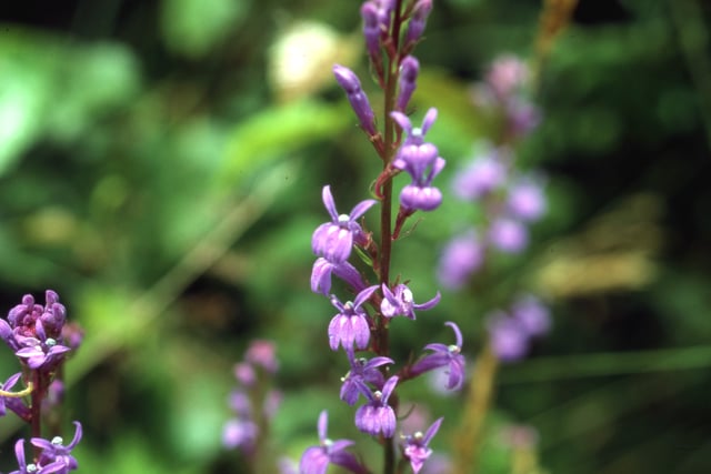 Volunteers save rare lobelia in Andrew's Wood
