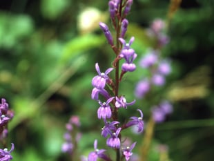 Volunteers save rare lobelia in Andrew's Wood