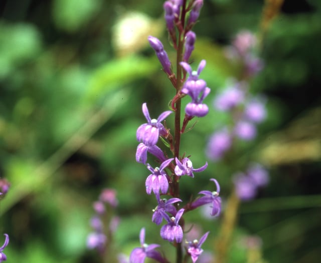 Volunteers save rare lobelia in Andrew's Wood
