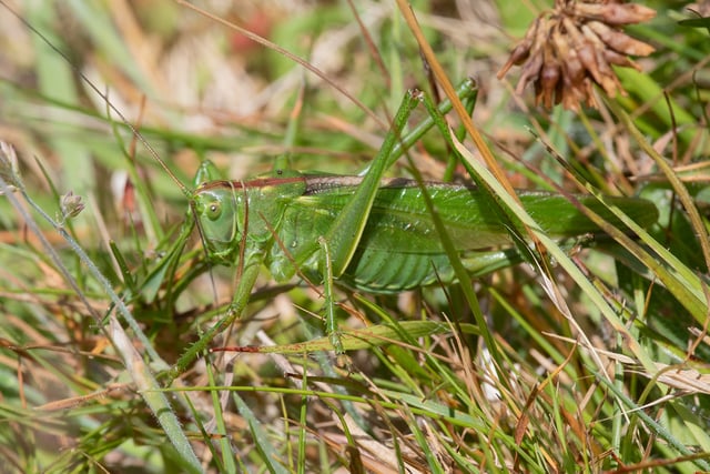 Nature Diary by Geoff Foale | Where the bush-crickets hide