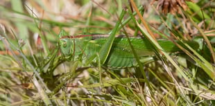 Nature Diary by Geoff Foale | Where the bush-crickets hide